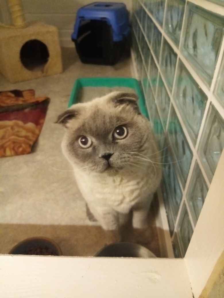 Katt i rom på kattehotell