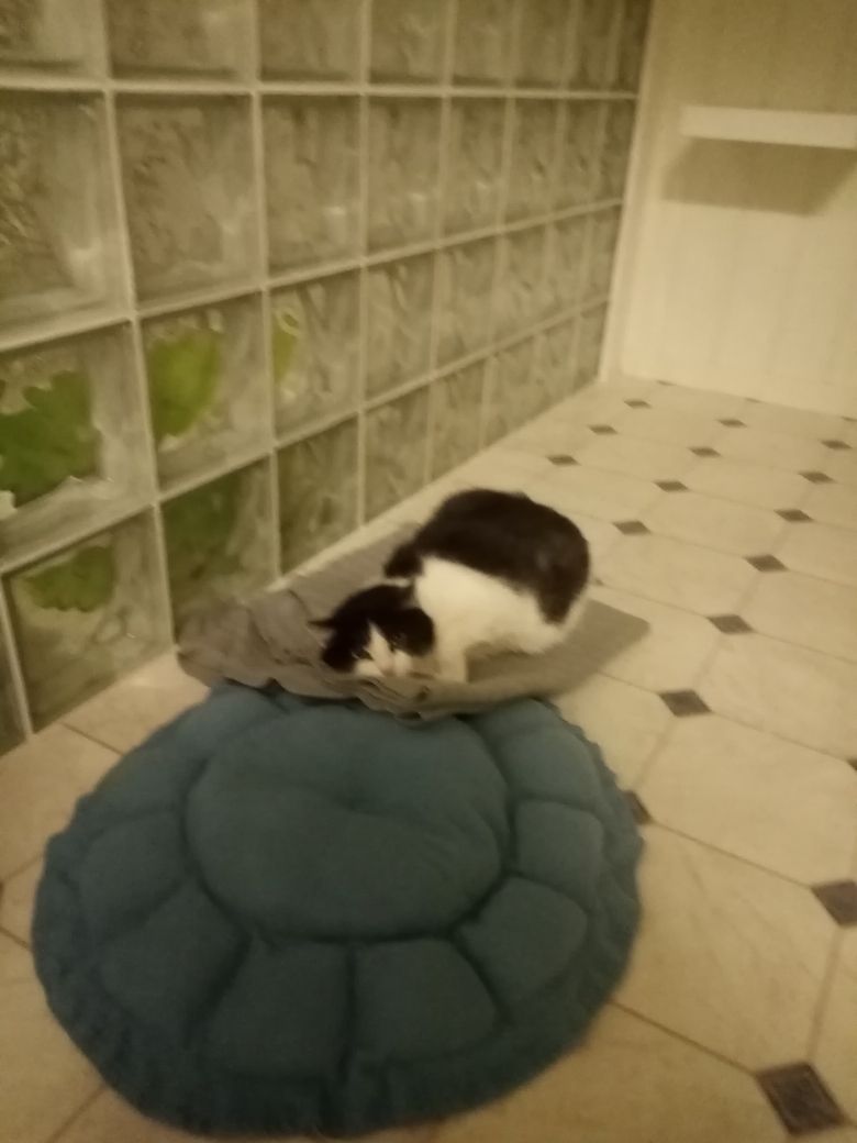 Svart og hvit katt