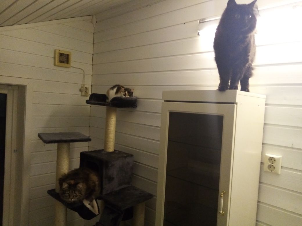Tre katter i samme rom på kattehotell