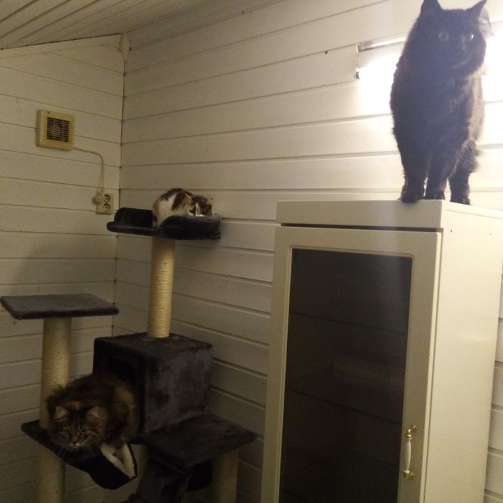 Tre katter i samme rom på kattehotell