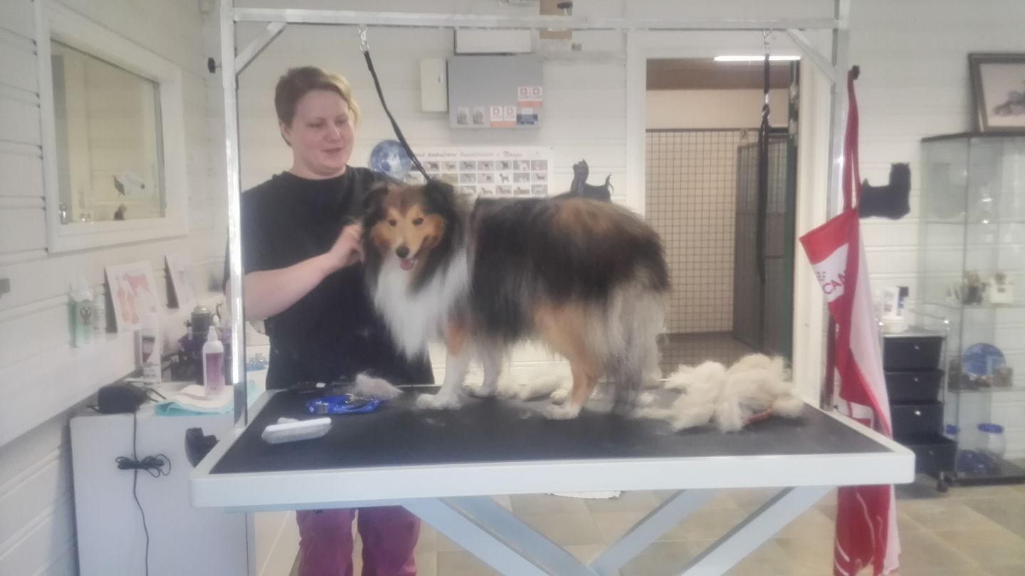 Hundefrisør