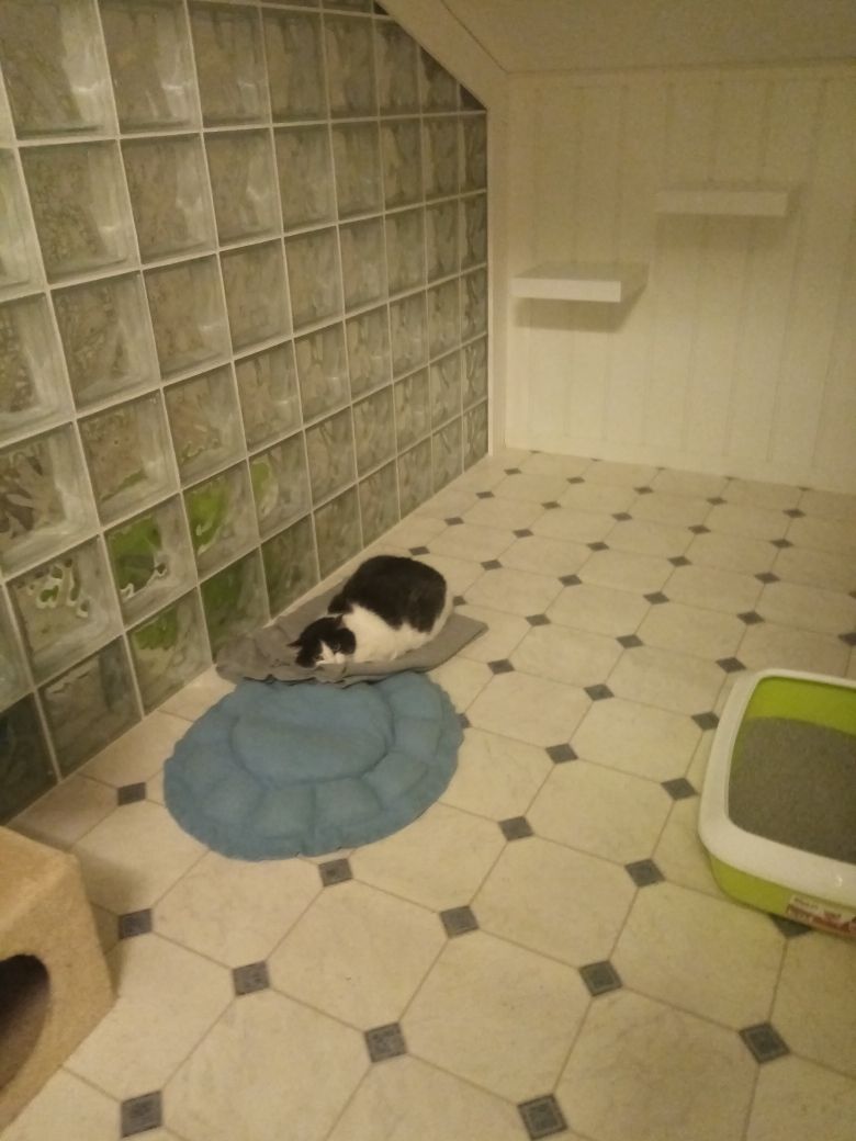 Katt på kattehotell