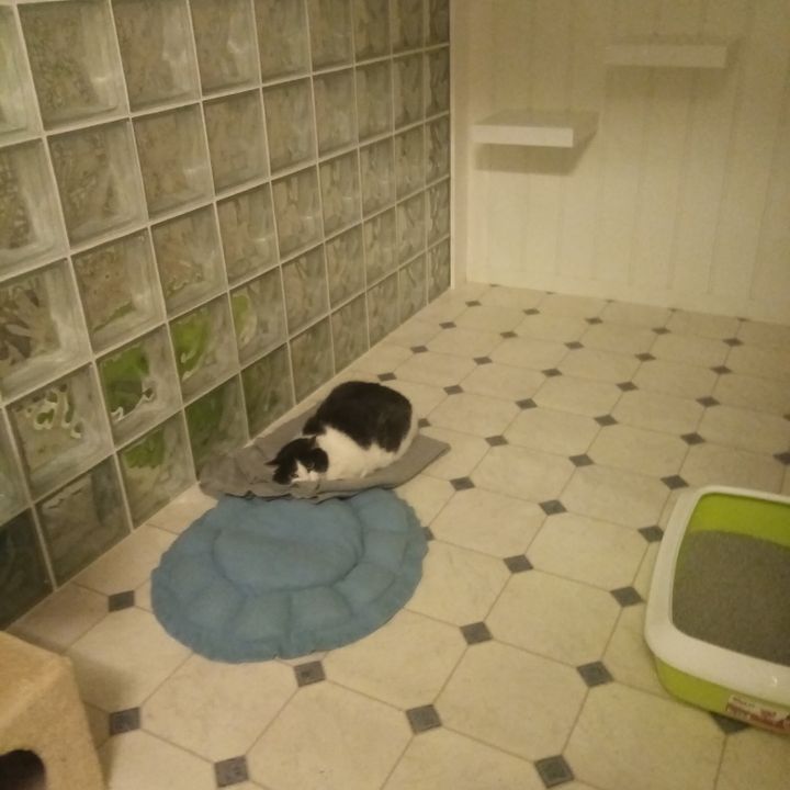 Katt på kattehotell