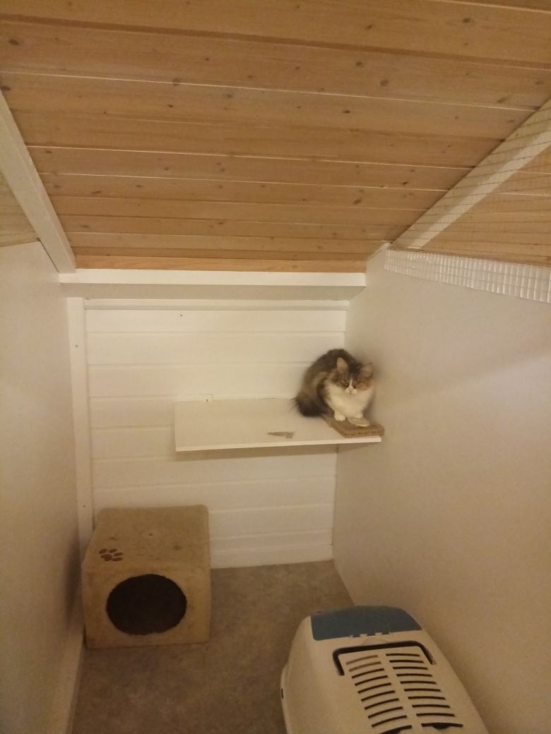 Katt sitter på hylle