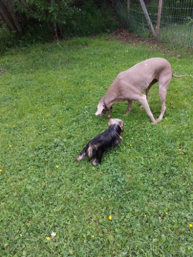 To hunder leker i gresset