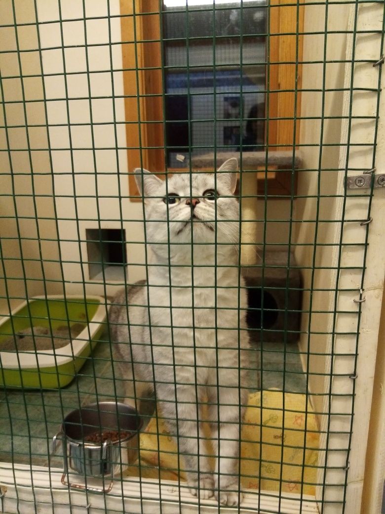 Hvit katt